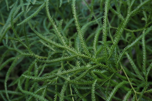 Pseudodiphasium volubile observed 2026-10-25