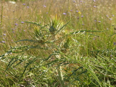 Cynara cardunculus cardunculus