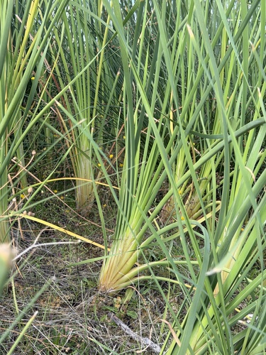 southern cattail