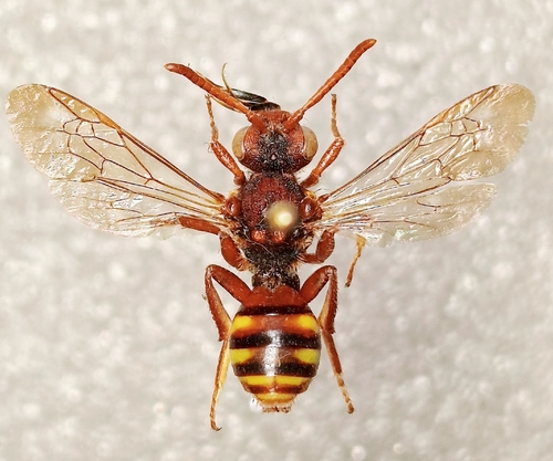 Lathbury's Nomad Bee