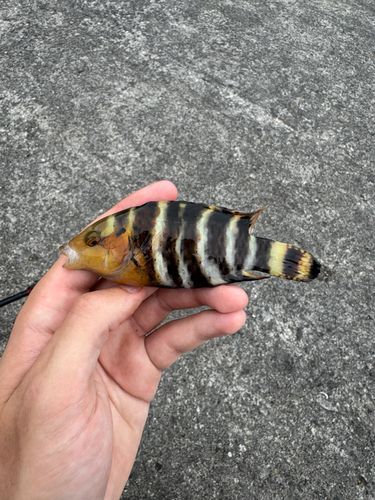 Cheilinus fasciatus observed 2026-10-26