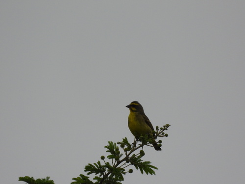 Crithagra mozambica observed 2026-10-26