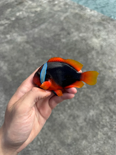 Amphiprion frenatus observed 2026-10-26