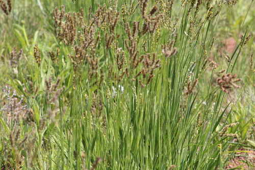 Alloteropsis semialata observed 2026-10-26