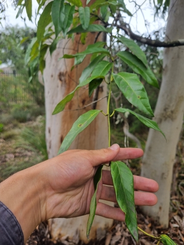 Parsonsia straminea observed 2026-10-26