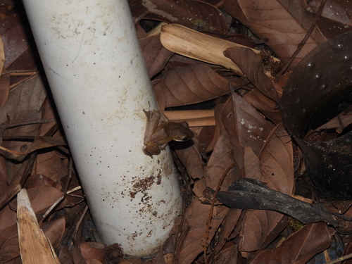 Polypedates leucomystax observed 2026-10-16