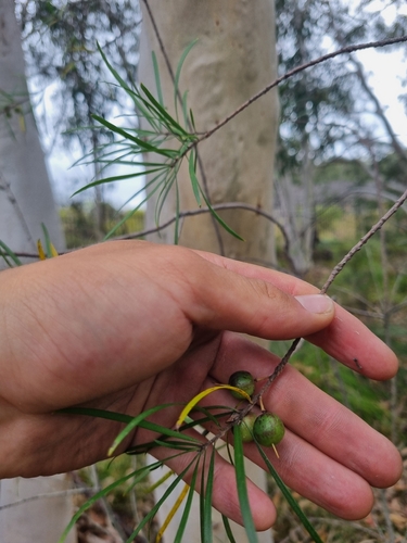 Persoonia linearis observed 2026-10-26