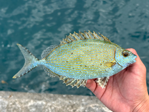 Siganus argenteus observed 2026-10-26