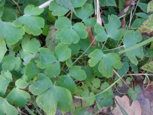 Aquilegia vulgaris, 2026-10-26