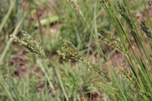 Alloteropsis semialata observed 2026-10-26
