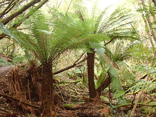 Dicksonia antarctica observed 2026-10-26