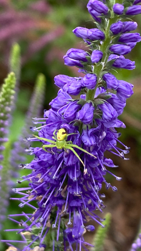 Triangle Crab Spider