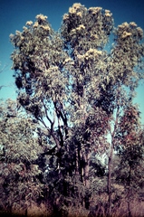 Corymbia terminalis