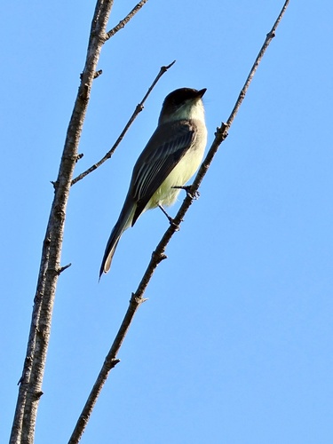 Eastern Phoebe