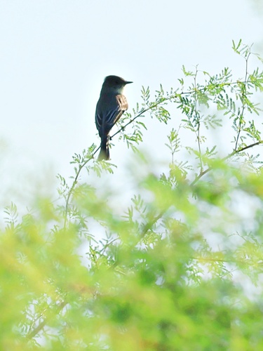Eastern Phoebe