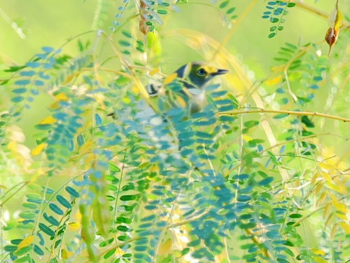White-eyed Vireo