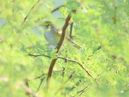 White-eyed Vireo