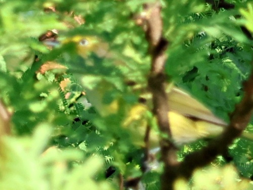 White-eyed Vireo