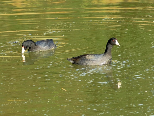 American Coot