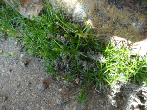 Sagina procumbens observed 2026-10-26