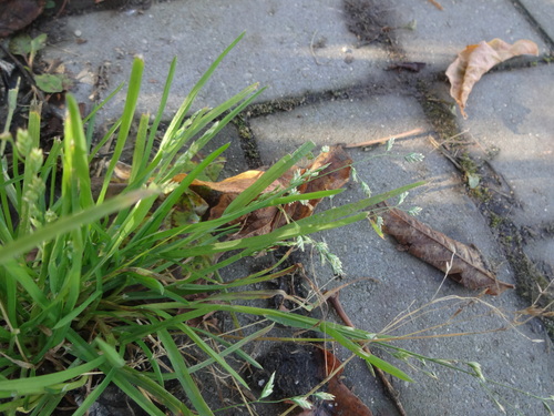 Poa annua observed 2026-10-26