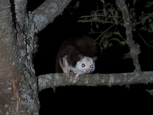 Petaurista alborufus, 2026-10-19