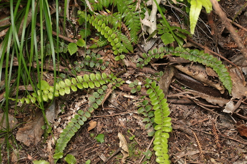 Cranfillia fluviatilis observed 2026-10-25