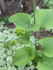 Smilax lasioneura