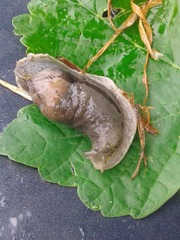 Drusia ibera