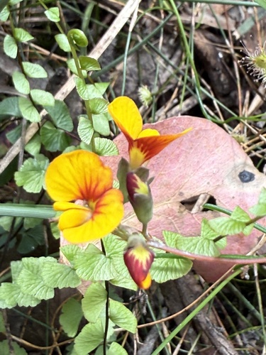 Dillwynia glaberrima observed 2026-10-24