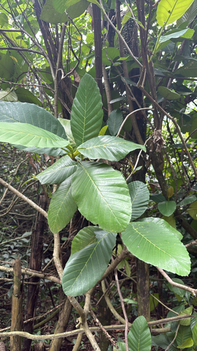 Dillenia observed 2026-10-26