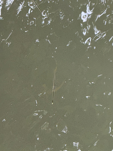 Zenarchopterus observed 2026-10-26