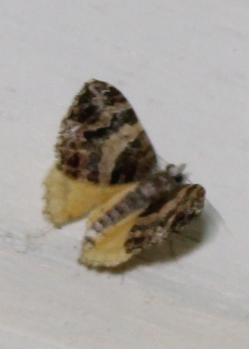 Hydriomena, 2026-10-26