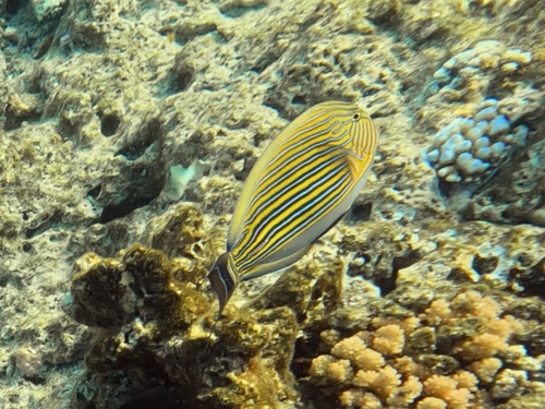 Acanthurus lineatus observed 2026-10-26
