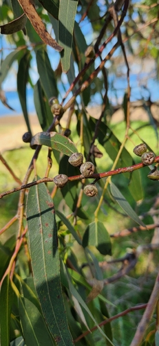 Eucalyptus viminalis observed 2026-10-22