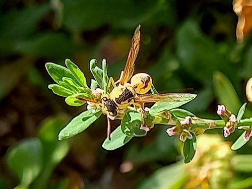 Eumenes