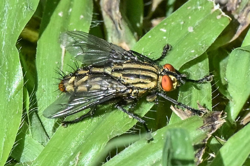 Common Flesh Flies