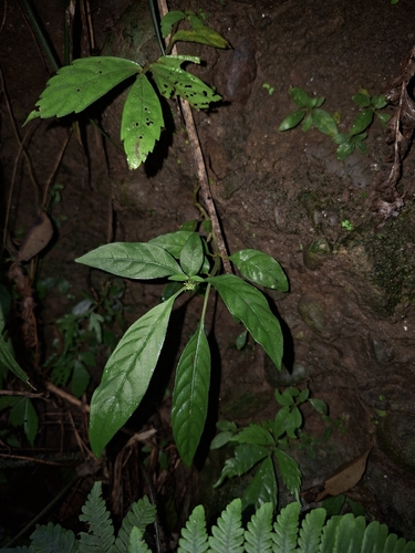 Ophiorrhiza observed 2026-10-26