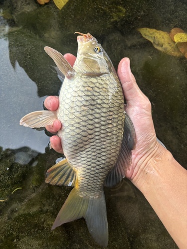 鯉