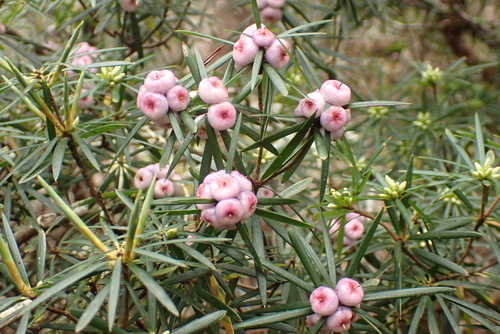 Cyathodes glauca observed 2026-10-26