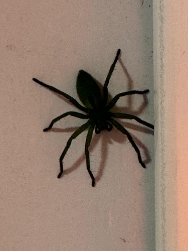 Araña Cazadora Verde