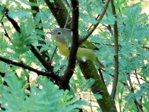 Nashville Warbler