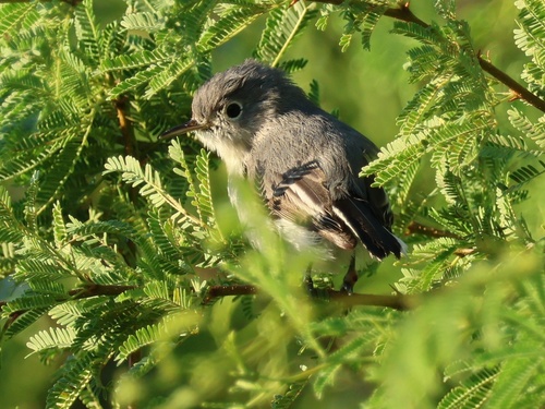 Blue-gray Gnatcatcher
