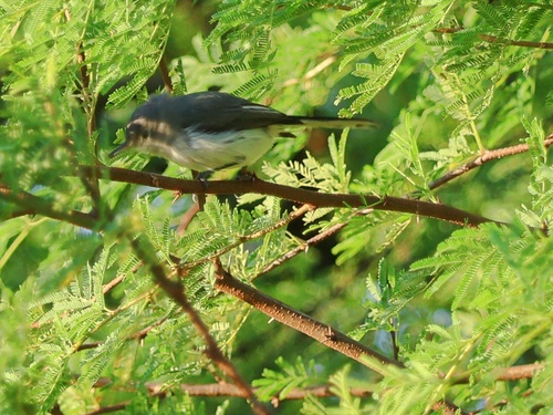 Blue-gray Gnatcatcher