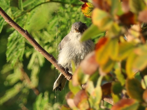 Blue-gray Gnatcatcher
