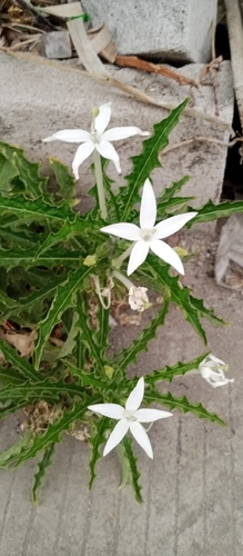 Hippobroma longiflora observed 2026-10-26
