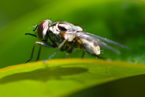 Mouche Charbonneuse