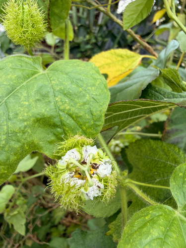 Passiflora vesicaria, 2026-10-26
