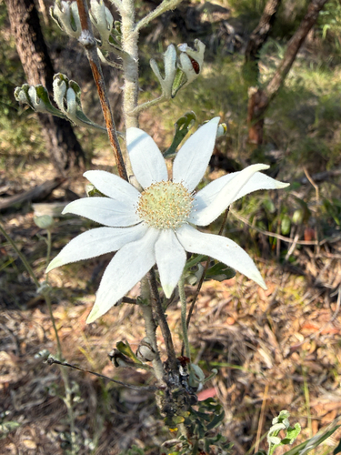Actinotus observed 2026-10-26