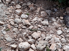 Podarcis filfolensis maltensis